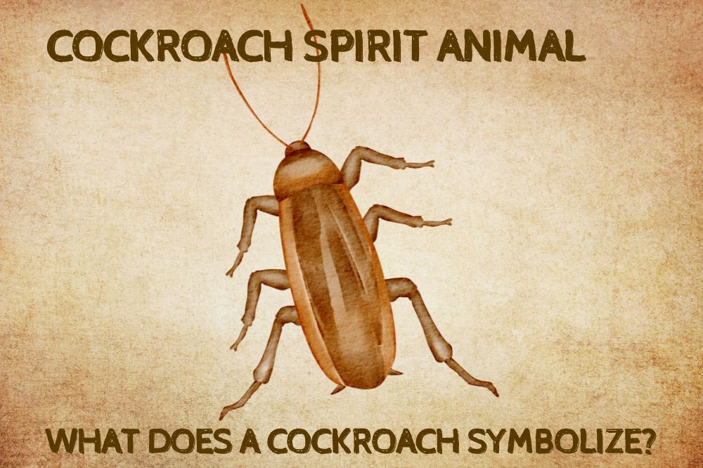 Cockroach Spirit Animal What Does a Cockroach Symbolize