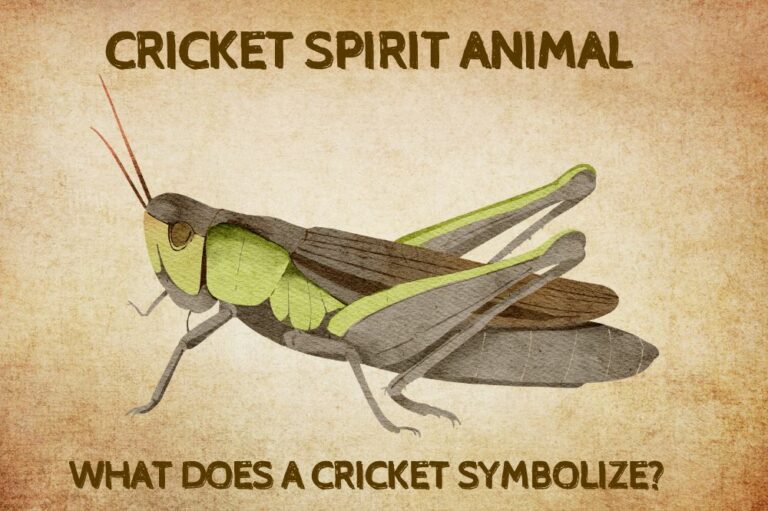 Cricket Spirit Animal: What Does A Cricket Symbolize?