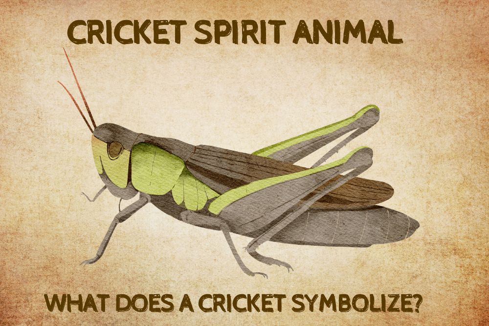 Cricket Spirit Animal What Does A Cricket Symbolize