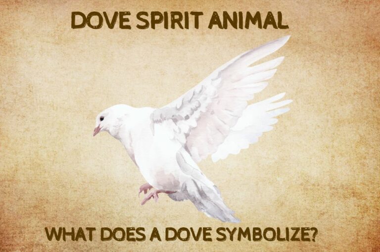 Dove Spirit Animal: What Does a Dove Symbolize?