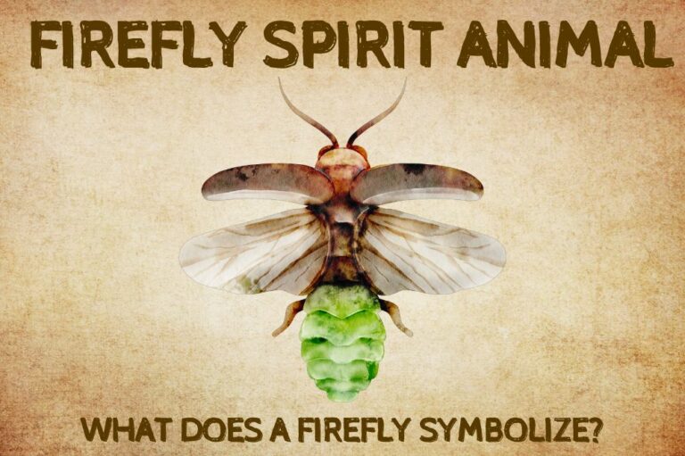 Firefly Spirit Animal: What Does a Firefly Symbolize?