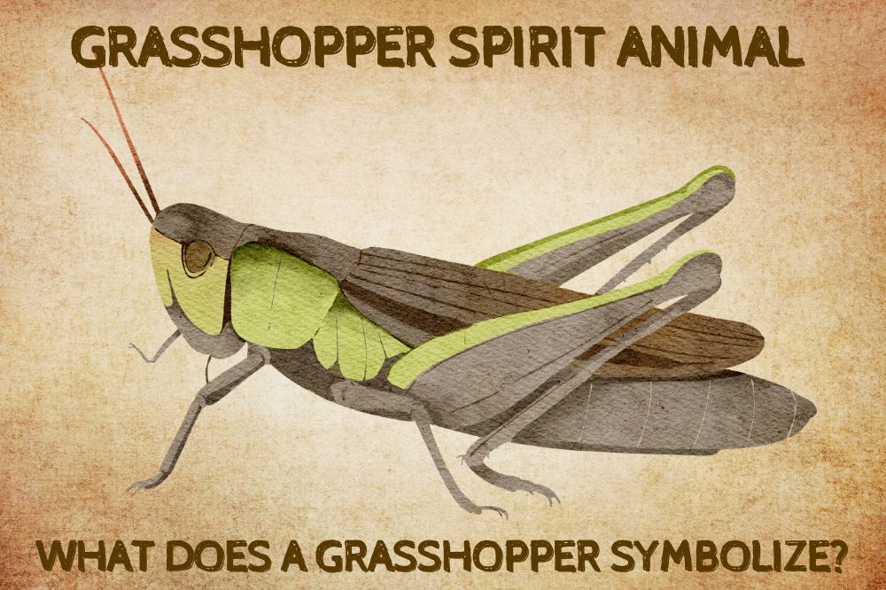 Grasshopper Spirit Animal What Does A Grasshopper Symbolize
