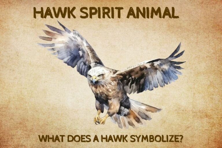 Hawk Spirit Animal: What Does a Hawk Symbolize?