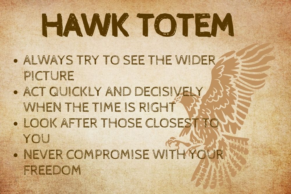 Hawk Spirit Animal What Does a Hawk Symbolize?