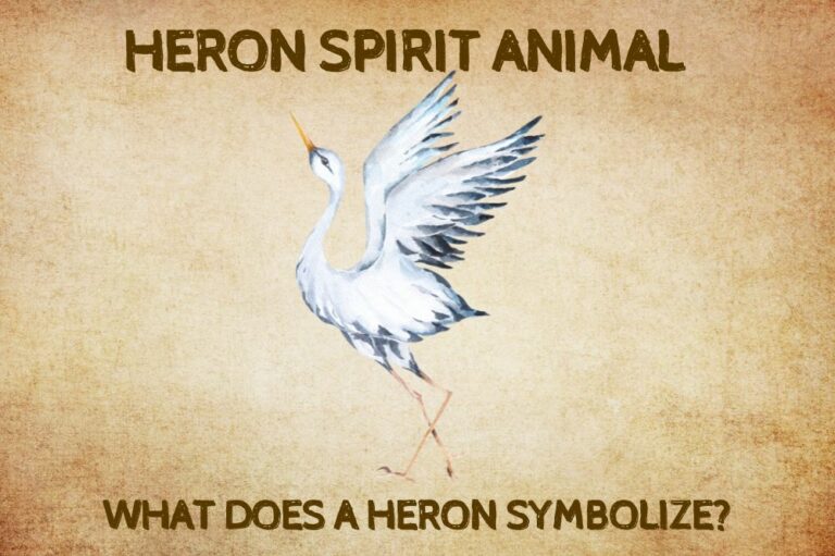 Heron Spirit Animal: What Does a Heron Symbolize?