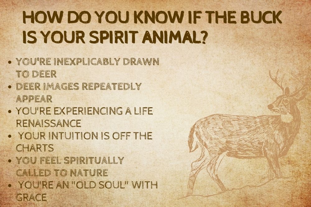 How Do You Know if the Buck is Your Spirit Animal