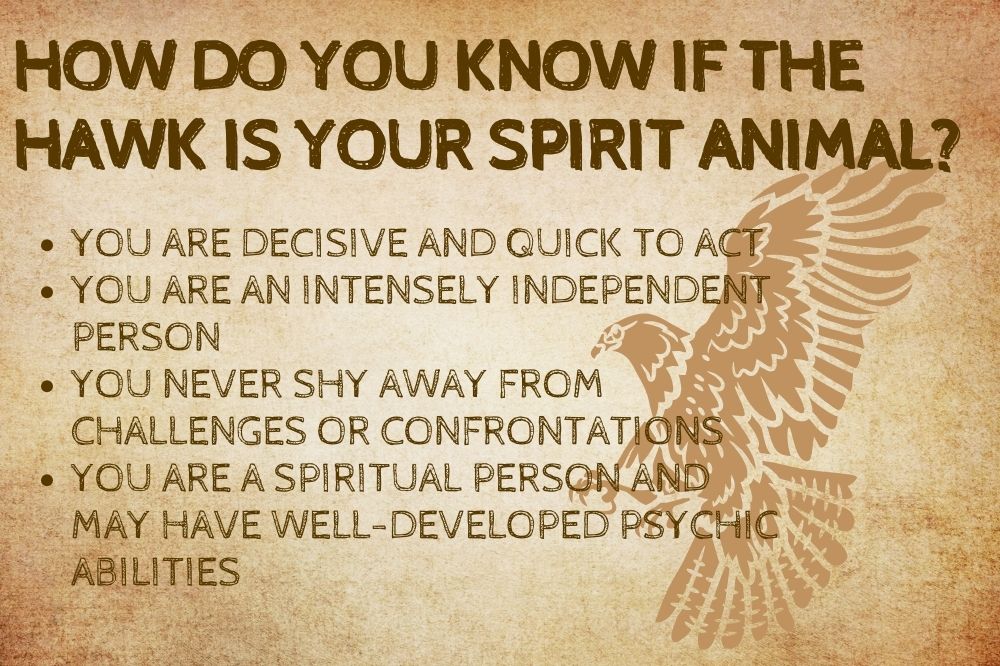 How Do You Know if the Hawk Is Your Spirit Animal