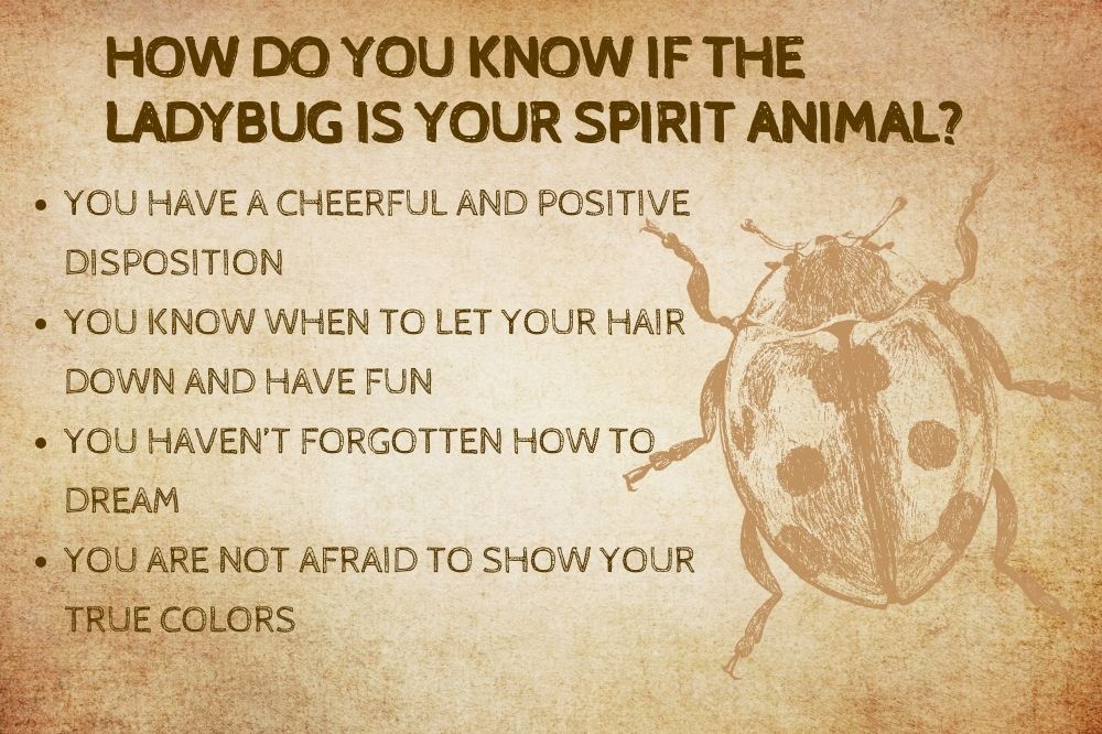 How Do You Know if the Ladybug Is Your Spirit Animal?