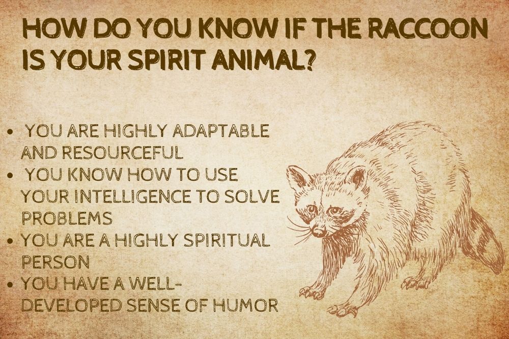 How Do You Know if the Raccoon Is Your Spirit Animal