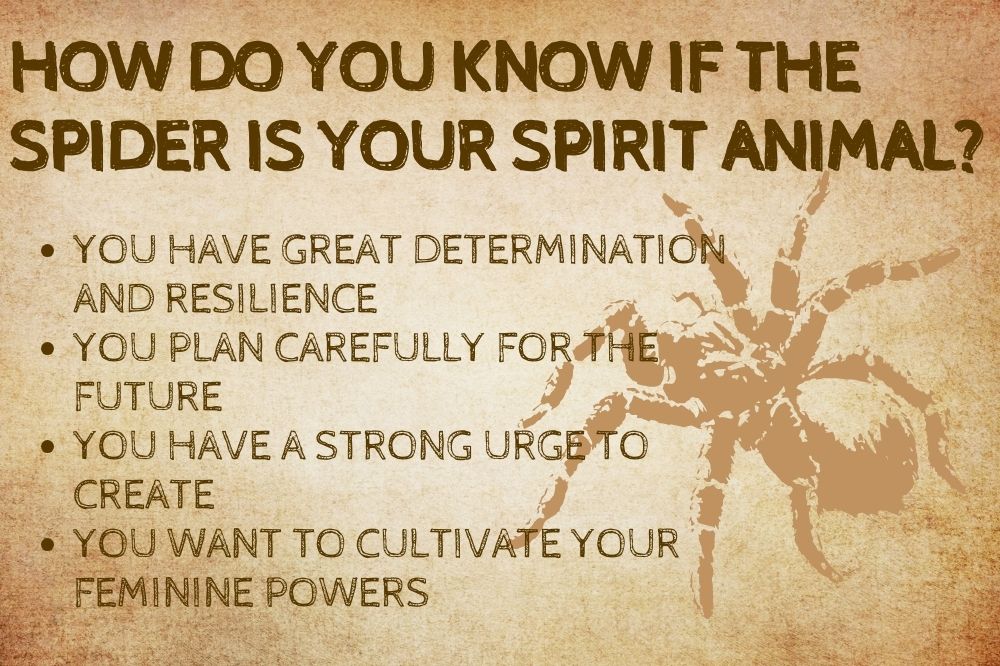 How Do You Know if the Spider Is Your Spirit Animal