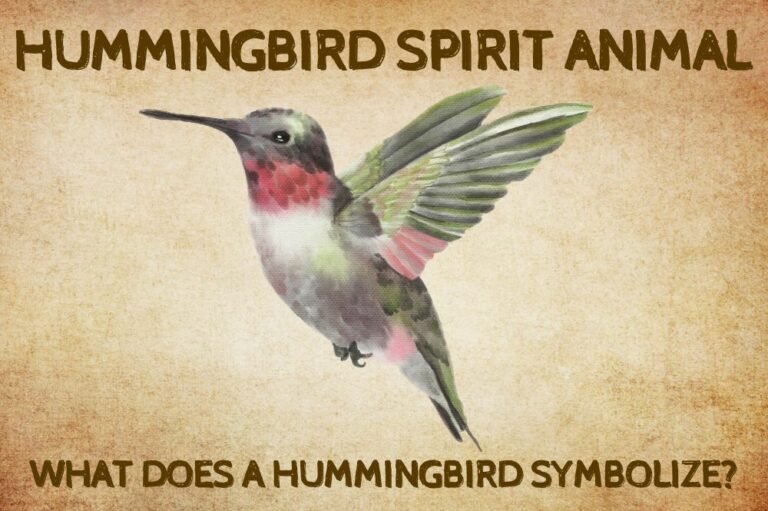 Hummingbird Spirit Animal: What Does a Hummingbird Symbolize?