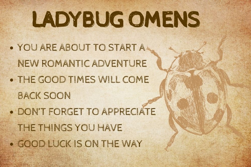Ladybug Omens