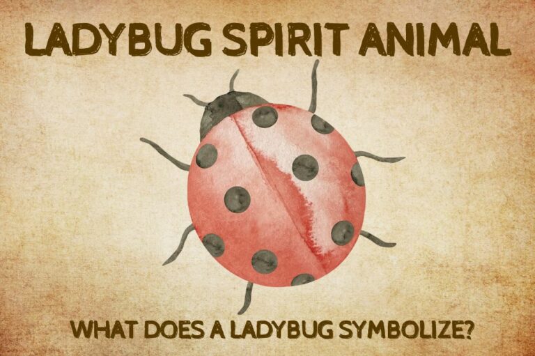 Ladybug Spirit Animal: What Does a Ladybug Symbolize?
