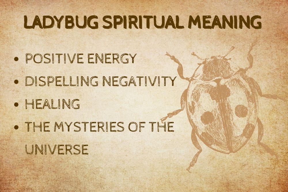 Ladybug Spiritual Meaning