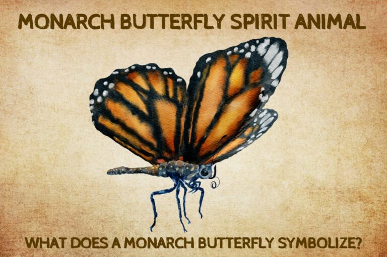 Monarch Butterfly Spirit Animal: What Does a Monarch Butterfly Symbolize?