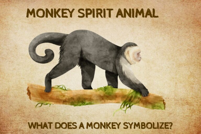 Monkey Spirit Animal: What Does a Monkey Symbolize?