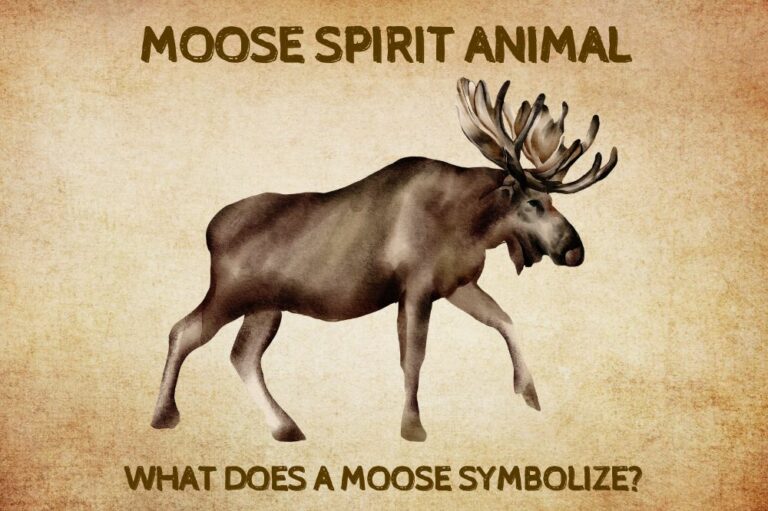 Moose Spirit Animal: What Does a Moose Symbolize?