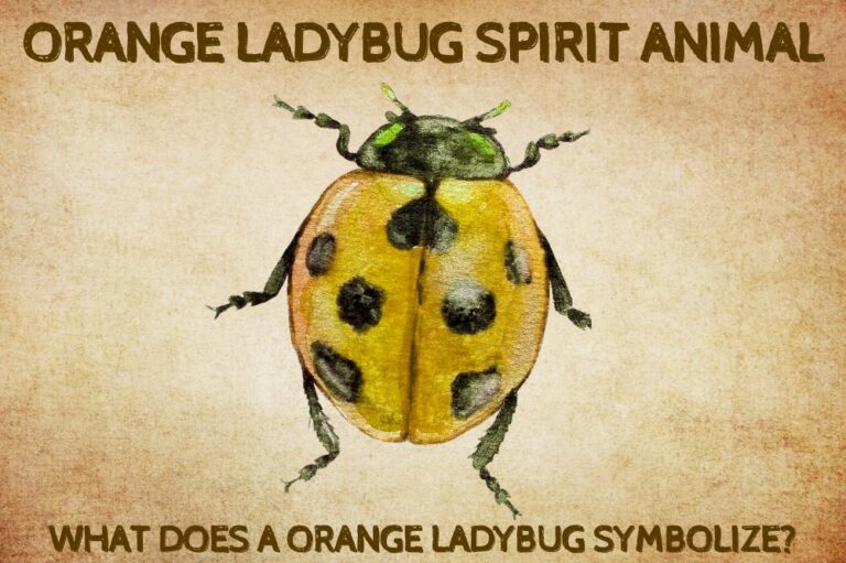 Orange Ladybug Spirit Animal: What Does a Orange Ladybug Symbolize?