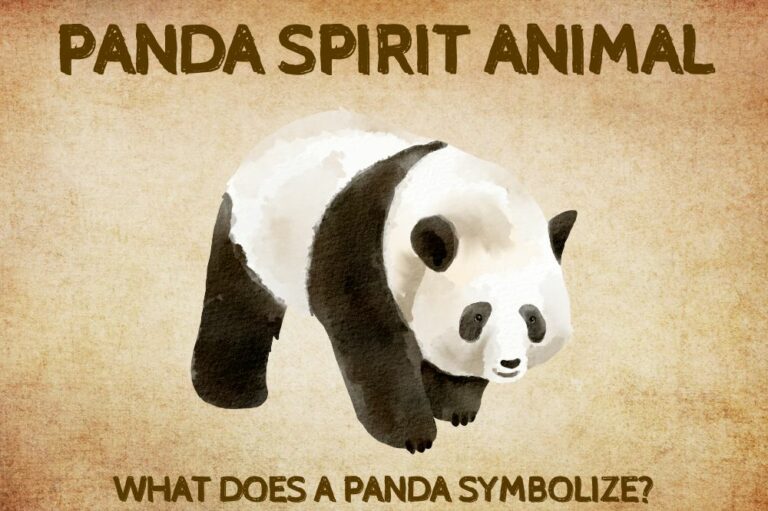 Panda Spirit Animal: What Does a Panda Symbolize?
