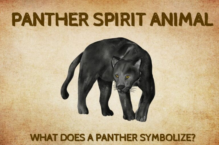 Panther Spirit Animal: What Does a Panther Symbolize?