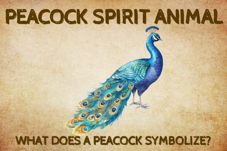 Peacock Spirit Animal: What Does a Peacock Symbolize?