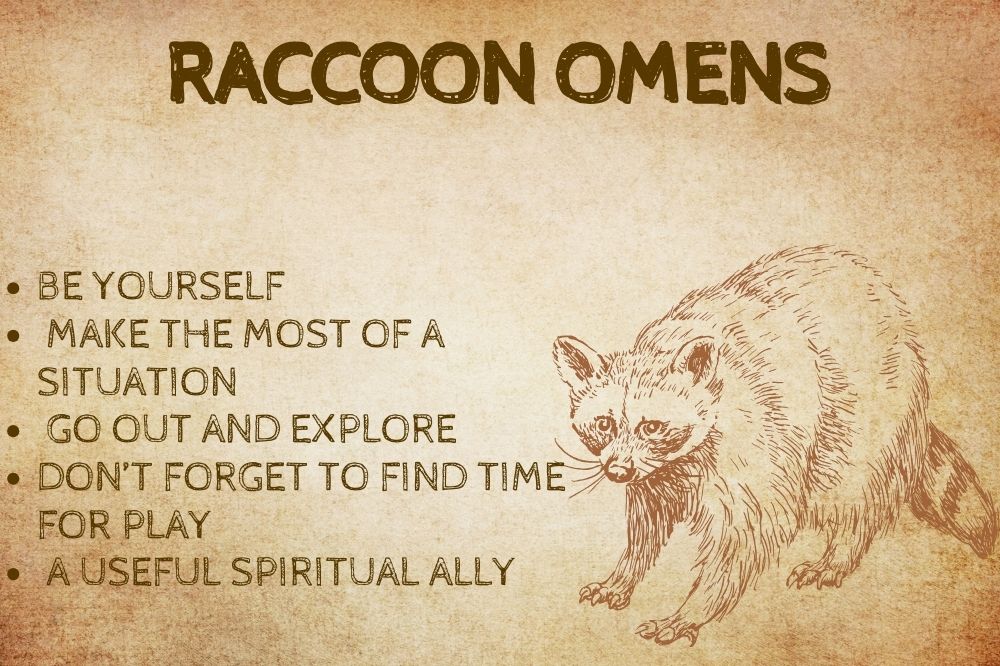 Raccoon Omens