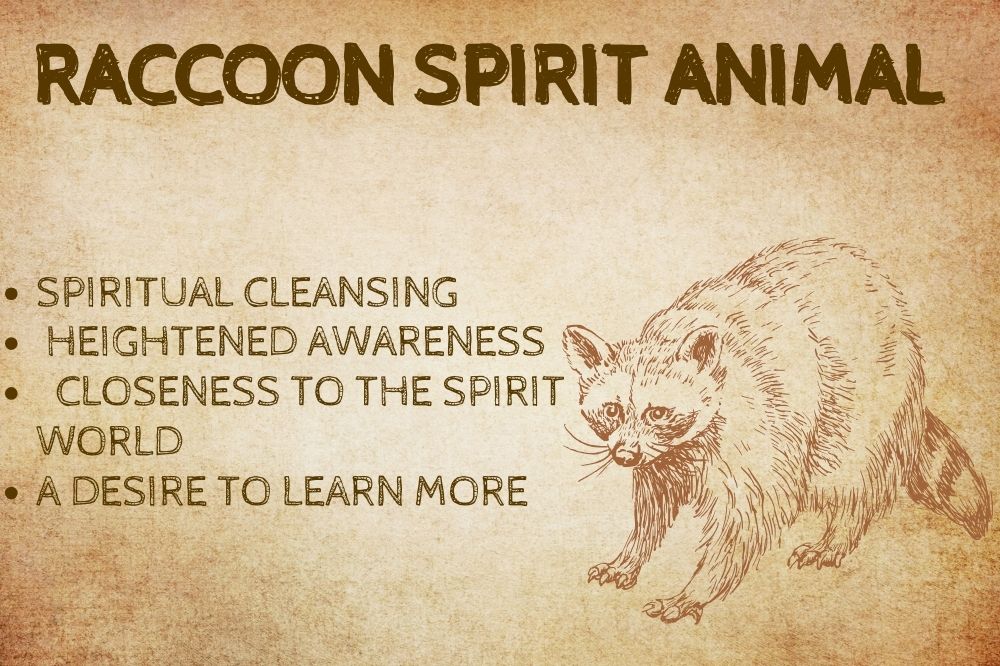 Raccoon Spirit Animal