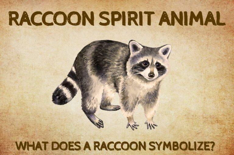 Raccoon Spirit Animal: What Does a Raccoon Symbolize?