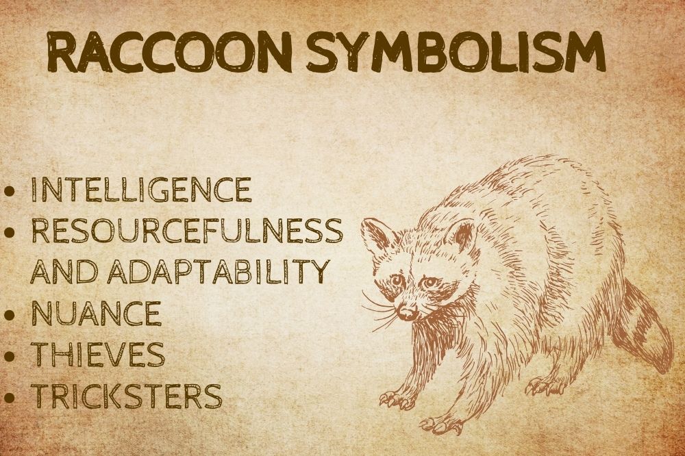 Raccoon Symbolism