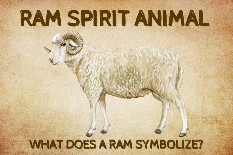 Ram Spirit Animal: What Does a Ram Symbolize?