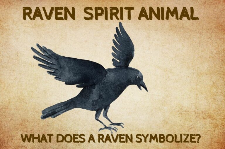 Raven Spirit Animal: What Does a Raven Symbolize?