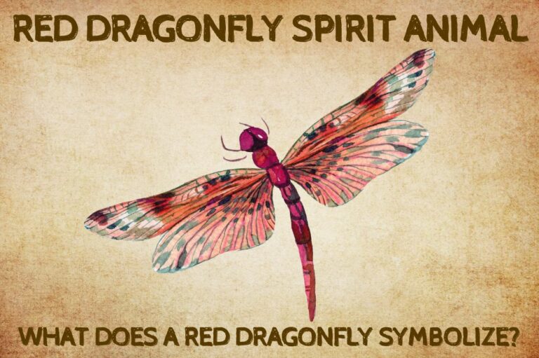 Red Dragonfly Spirit Animal: What Does a Red Dragonfly Symbolize?