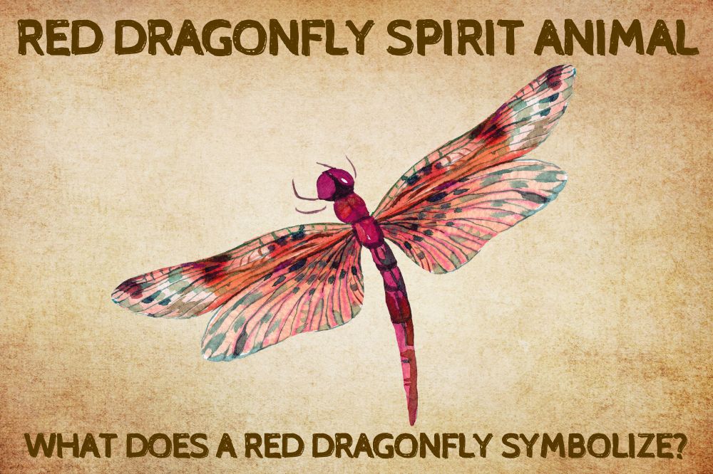 Red Dragonfly Spirit Animal What Does a Red Dragonfly Symbolize?