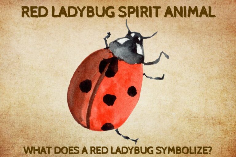 Red Ladybug Spirit Animal: What Does a Red Ladybug Symbolize?