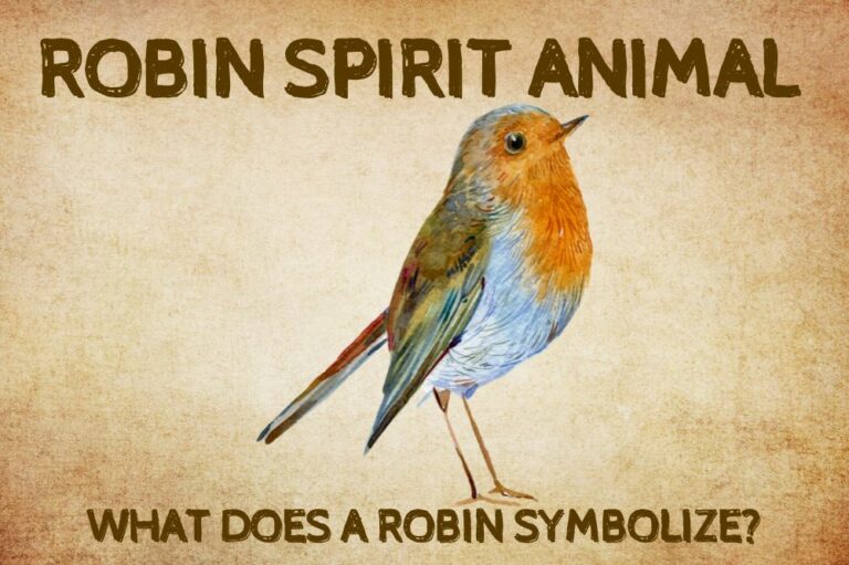 Robin Spirit Animal: What Does a Robin Symbolize?