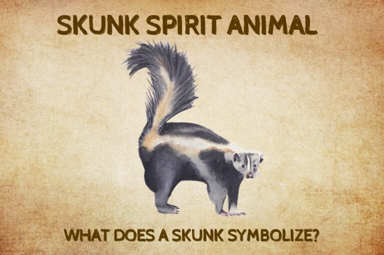 Skunk Spirit Animal: What Does a Skunk Symbolize?