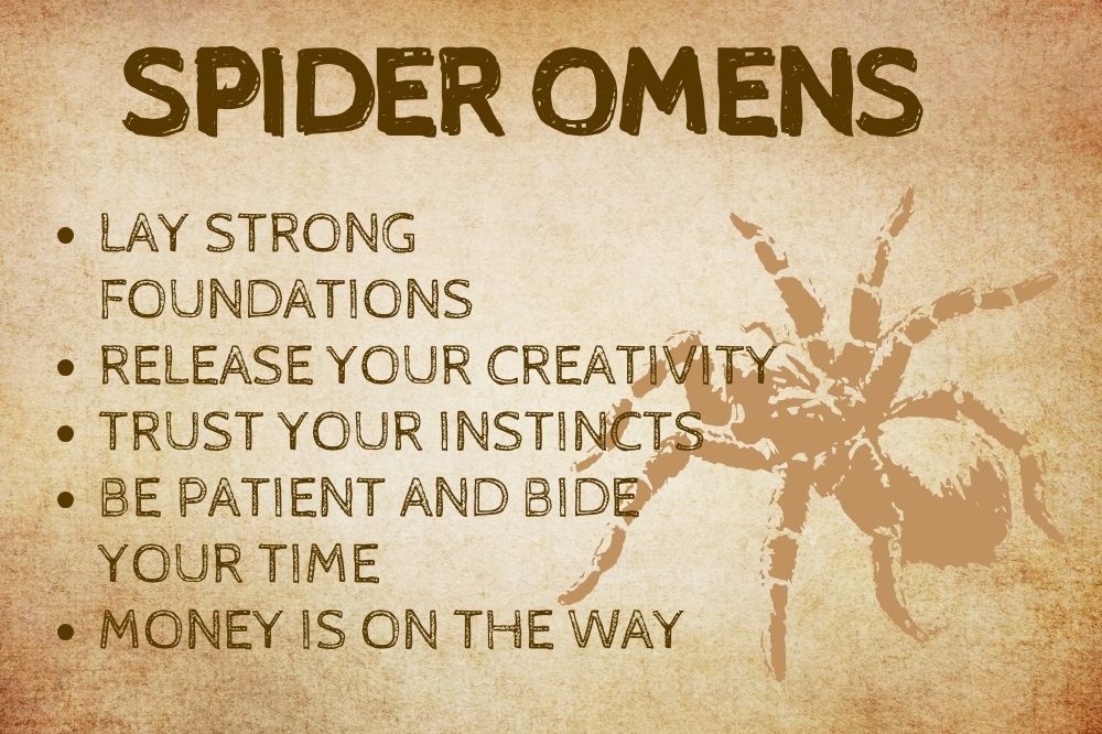 Spider Omens