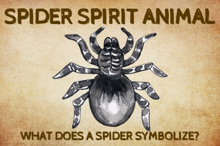 Spider Spirit Animal: What Does a Spider Symbolize?
