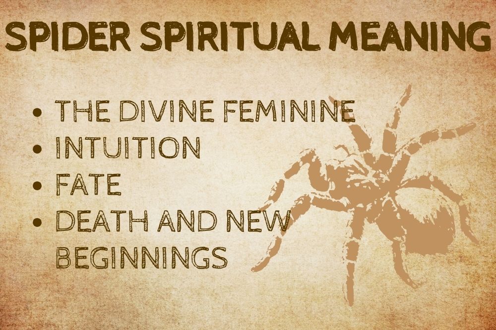 Spider Spiritual Meaning