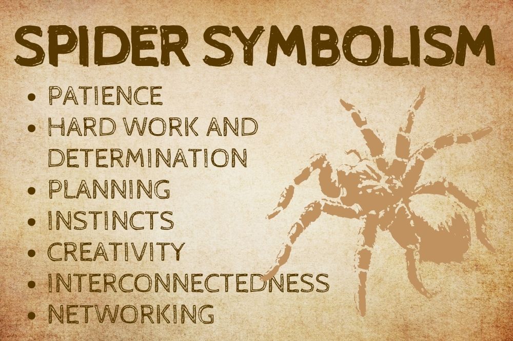 Spider Symbolism