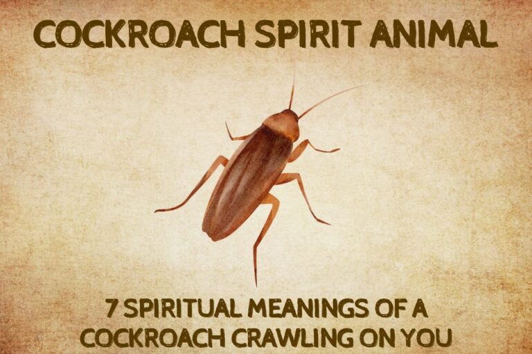 7 Spiritual Meanings Of A Cockroach Crawling On You