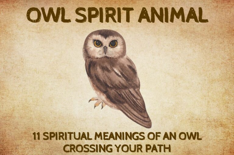 11 Spiritual Meanings Of An Owl Crossing Your Path