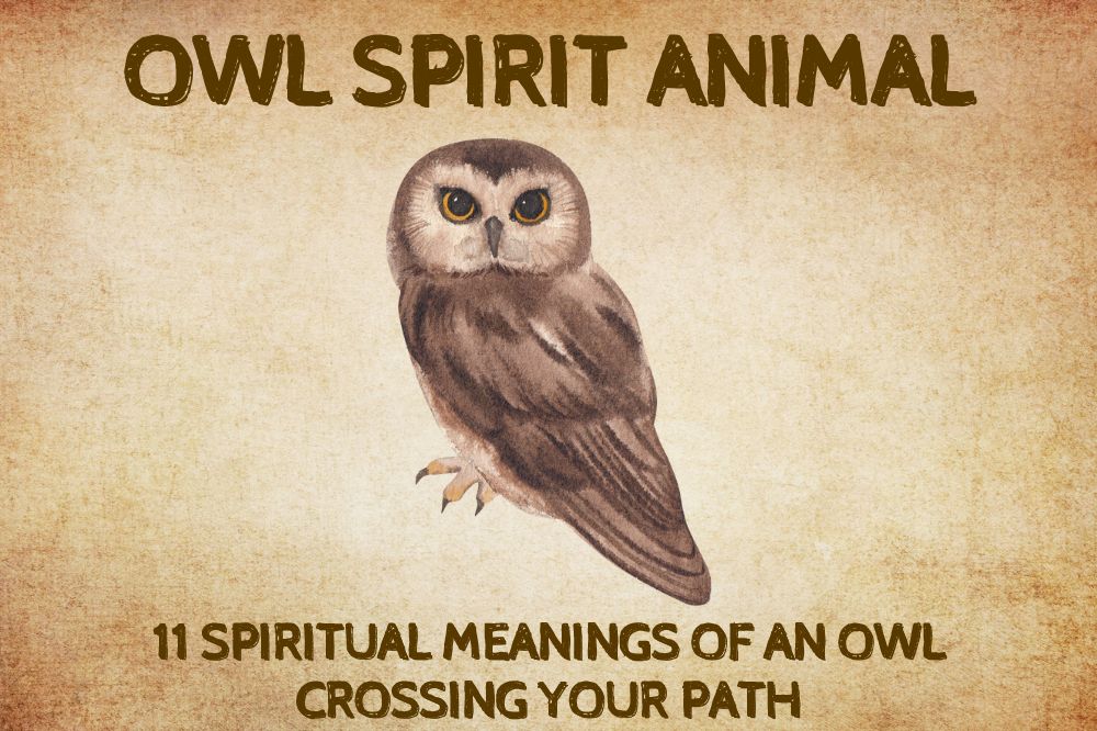 Spiritual Meanings Of An Owl Crossing Your Path