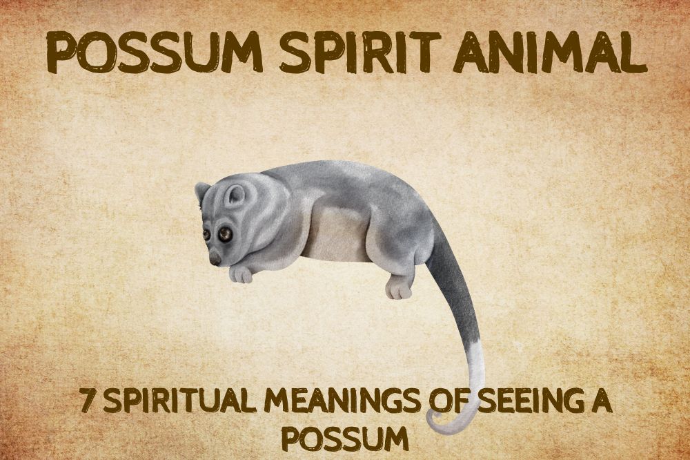 Spiritual Meanings Of Seeing A Possum