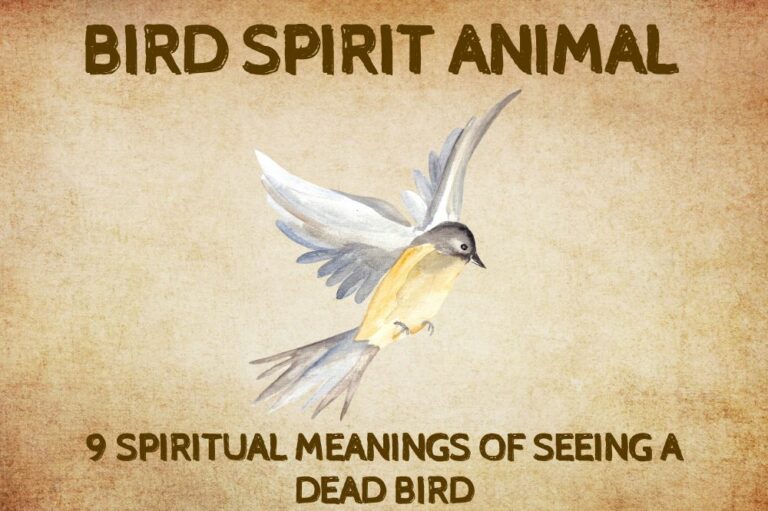 9 Spiritual Meanings Of Seeing a Dead Bird