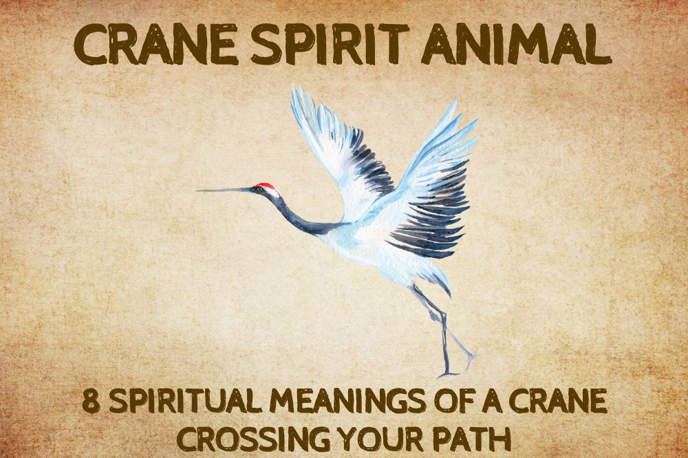 Spiritual Meanings of A Crane Crossing Your Path