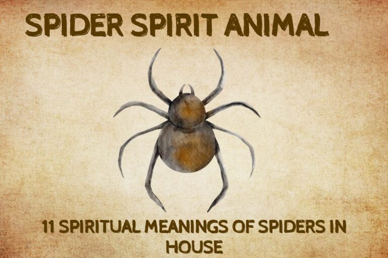 11 Spiritual Meanings of Spiders in House