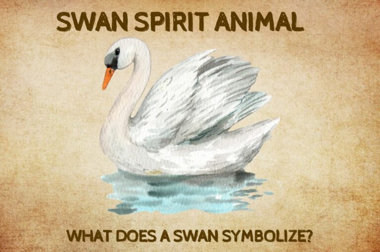 Swan Spirit Animal: What Does a Swan Symbolize?