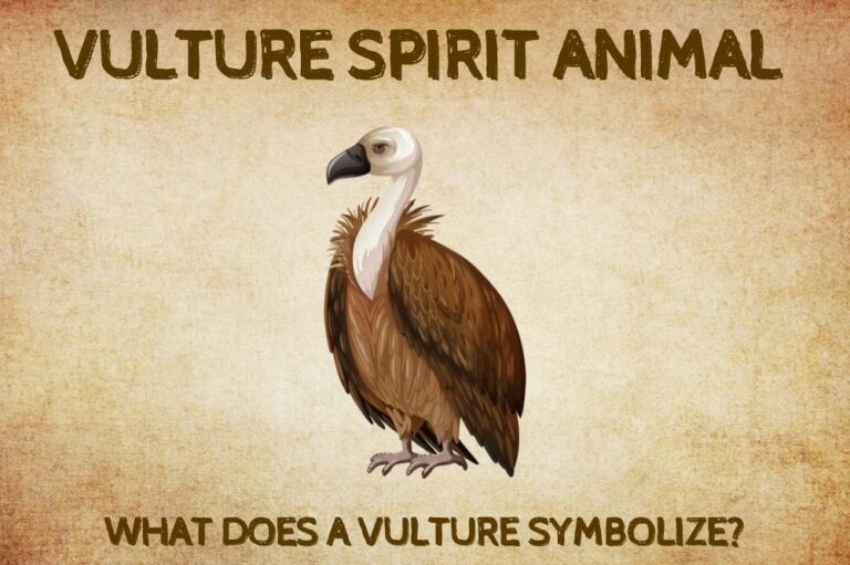 Vulture Spirit Animal: What Does a Vulture Symbolize?