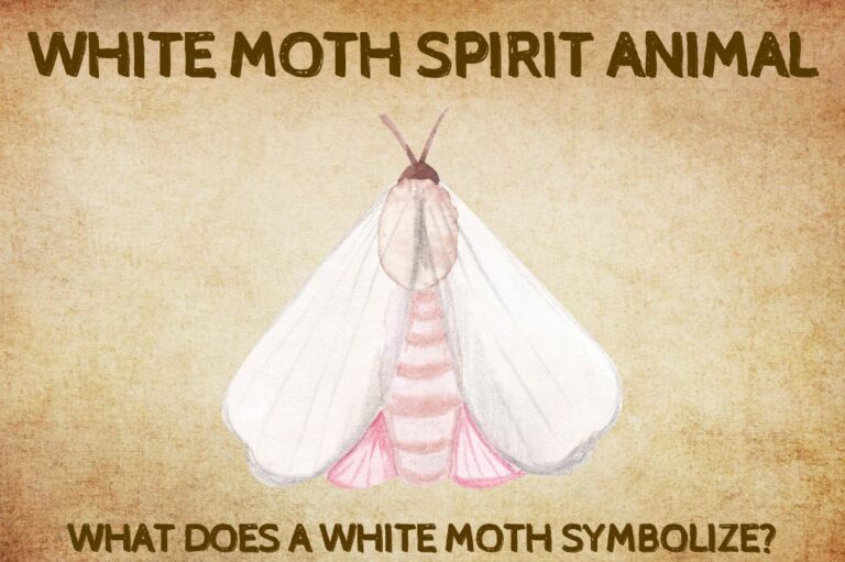 White Moth Spirit Animal: What Does a White Moth Symbolize?